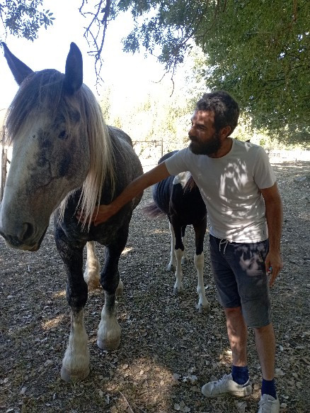 Homme caressant le poitrail d’un cheval pendant une séance individuelle de médiation équine