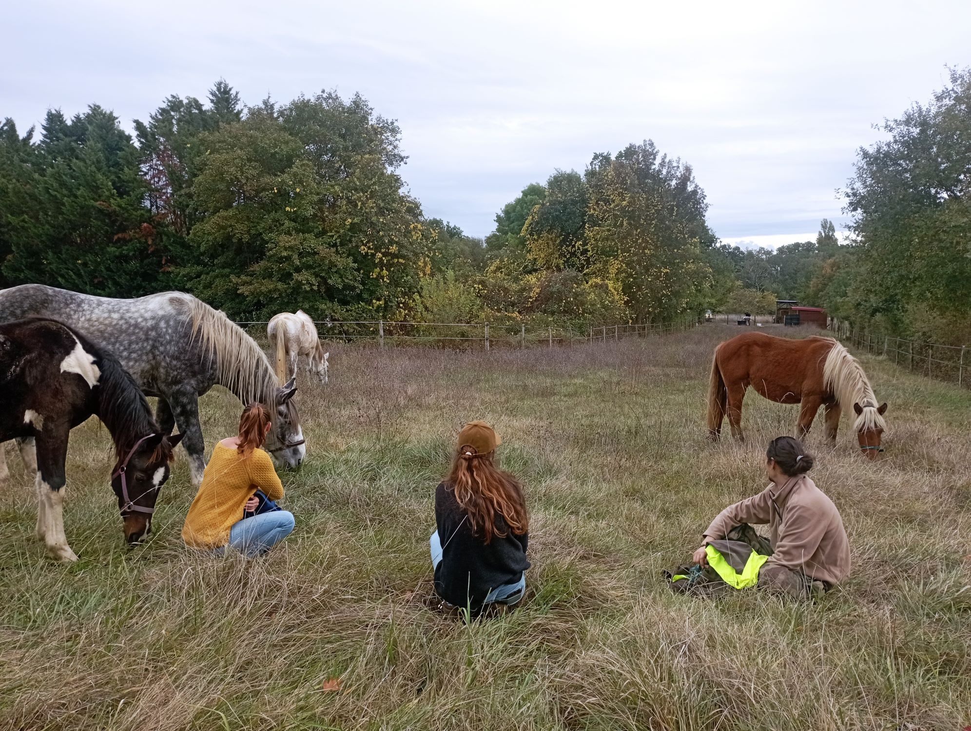 Trois femmes assises dans un pré regardant quatre chevaux en liberté lors d’une séance collective de médiation équine
