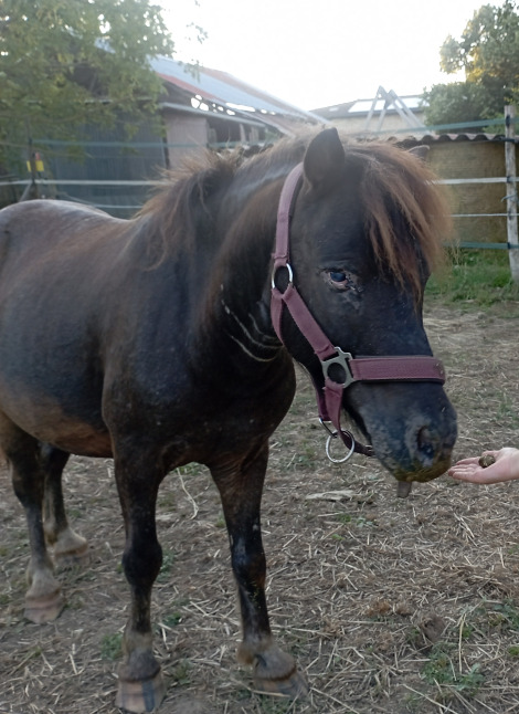 Galopin, poney timide et attachant, participant à la médiation équine
