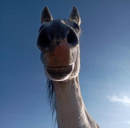 Tête d'un cheval blanc vue de dessous